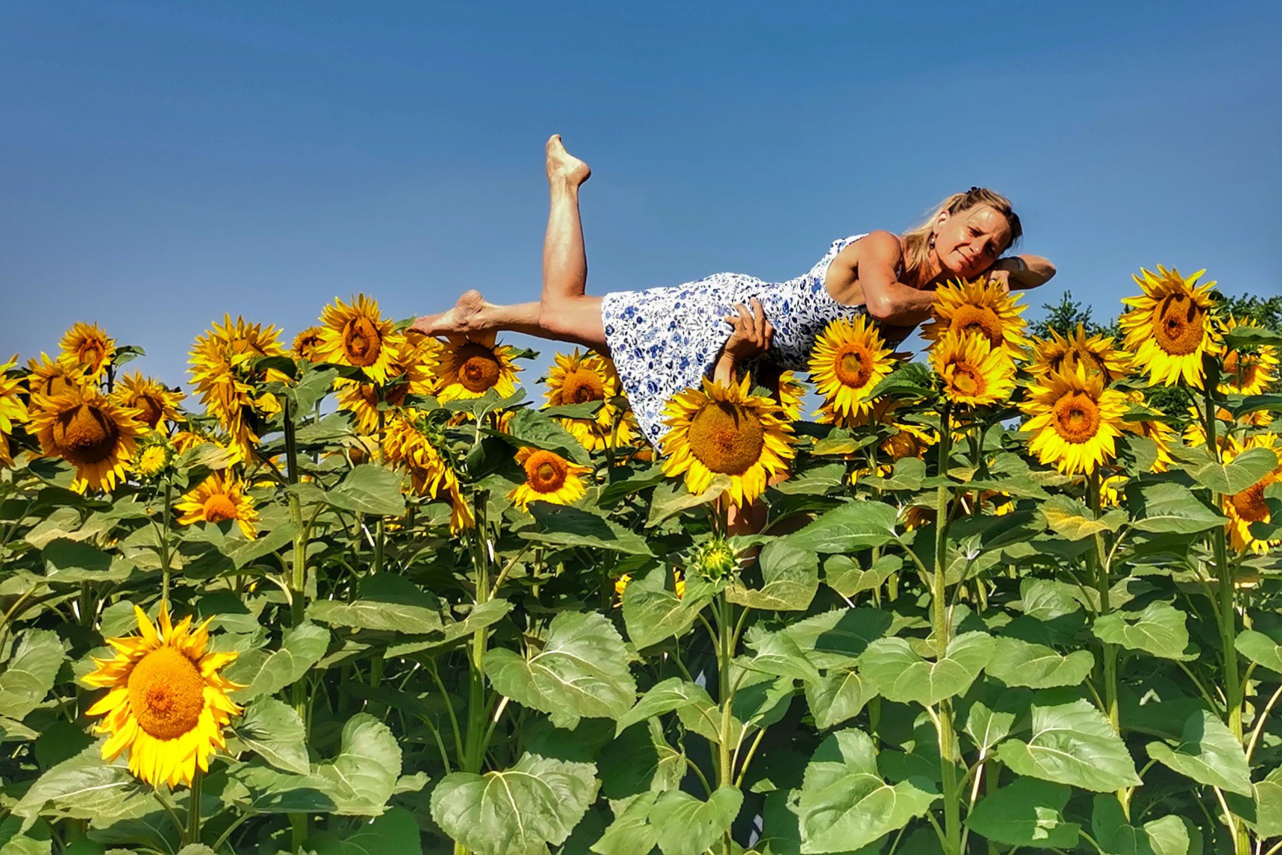 Bed of sunflowers